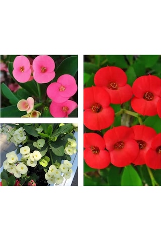 Videolu 3 Adet Sarı/kırmızı/pembe Dikenler Tacı Çiçeği 10-15 Cm Tüplü Çiçekli Bodur Euphorbia Milii
