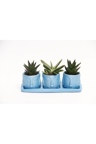 Trio Mavi Adler Sukulent Seti - Haworthia Limifolia. Gasteria