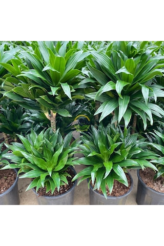 2 Gövdeli Dracaena Compacta Bitkisi 80-90cm