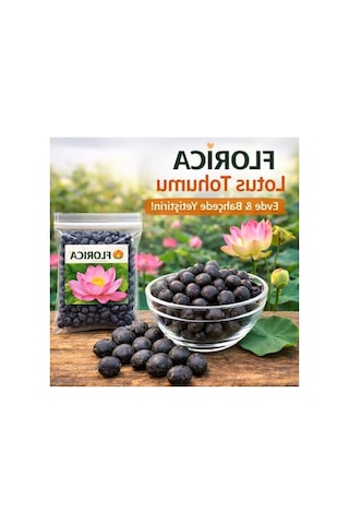 20 Adet Lotus Çiçeği Tohumu Nilüfer Çiçeği Karışık Renkli Orjinal Lotus Su Ve Toprakta Yetişir 41bordocipsobeyaz