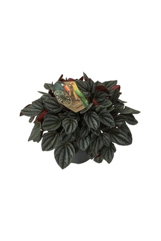 Peperomia Caperata Sunrise 17 Cm'lik Saksıda