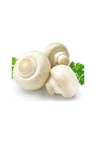 Dahil 2000 Adet KüLür Mantarı Tohumu