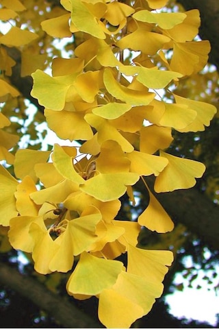 2 Adet Mabet Ağacı Ginkgo Biloba Fidanı 15-20 Cm Boy Yetiştirme