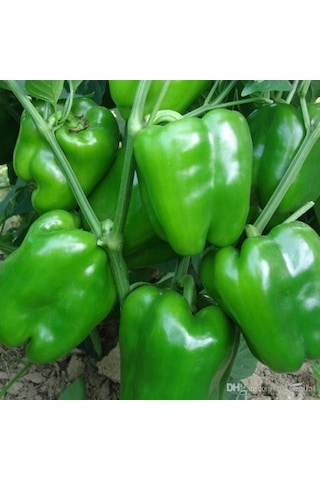 Dolma Biber Yetiştirme Seti