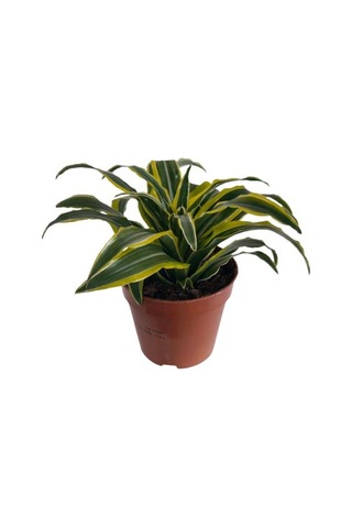 Dracaena Fragrans Lemon Lıme