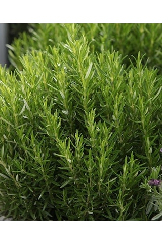 "2 Adet Biberiye Fidanı - Ev Ve Bahçe İçin Aromatik Bitki"1 Yaş