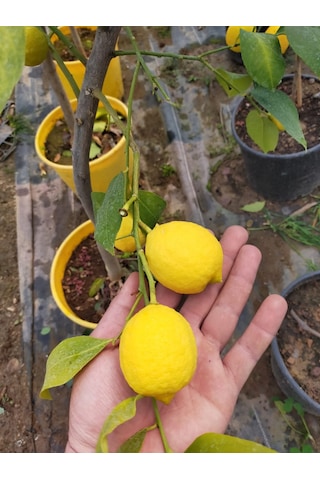 5 Yaş Aşılı Yediveren Mayer Limon Fidanı-üzeri Meyveli
