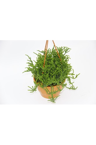 Crassula Muscosa Sukulent 5 Adet - Askılı Saksıda