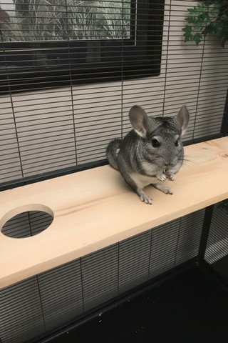 Kurutulmuş Çam Ahşap Chinchilla Platformu 90 15 28 9, Montaj Aparatlı