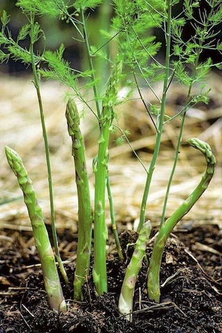 Kuşkonmaz Tohumu Mary Washington Geleneksel Asparagus Seeds
