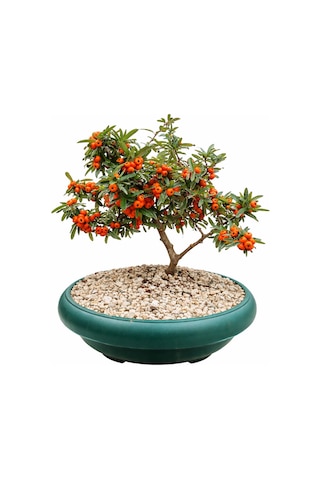 Bonsai Pyracantha Coccinea / Ateş Dikeni 5-6 Yaşında