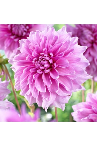 Dev Çiçekli Lavender Perfection Dahlia Yıldız Çiçeği Soğanı Yumrusu 1 Adet