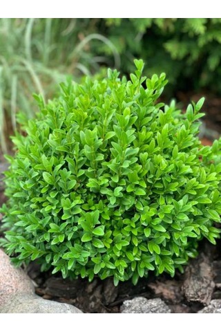 Peyzaj Bitkisi Şimşir Çalısı Buxus