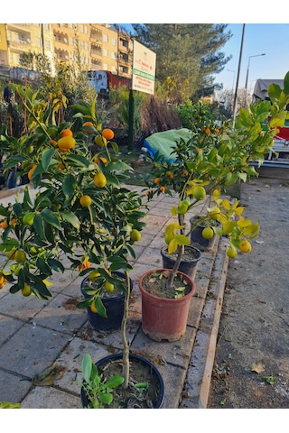 Saksılı Bodur Kumkat ( Kamkat ) Fidanı
