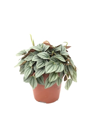 Peperomia Caperata napoli Nights - Ev Ve Ofis Bitkisi N11.3123