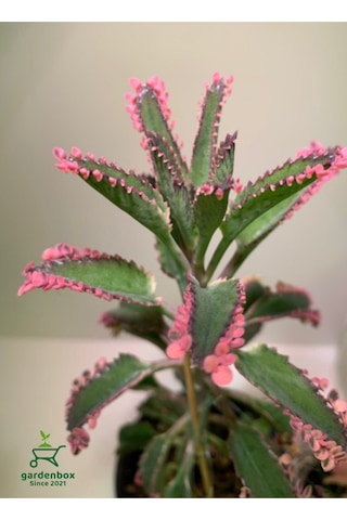 Toz Pembe Aşkın Gözyaşı Çiçeği 1 Adet Saksılı 10-15cm