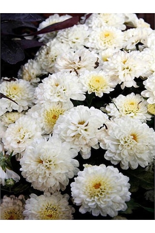 Chrysanthemum Beyaz Renk Kasımpatı Çiçeği 1 Adet Saksılı Salon Çiçeği