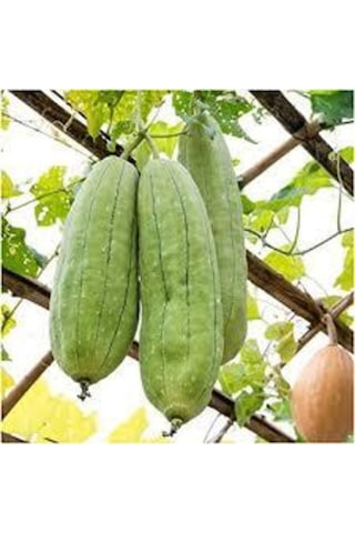 100 Adet Tohum Eko Paket Lif Kabak Tohumu Kabak Tohumu Lif Kabağı Tohumu Sürpriz Hediye Tohumludur