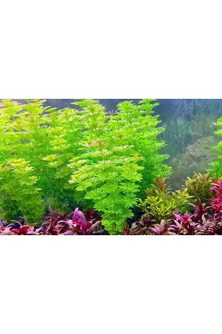 Aqua Expert Kolay Akvaryum Bitkisi - Limophila Sessiliflora Ambulia - Saksılı - 5 Dal