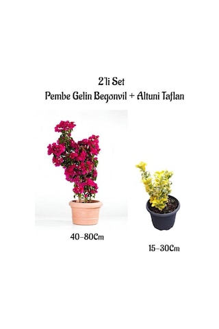 Pembe Renk Gelin Begonvil Çiçeği 40-80 Cm+ Altuni Taflan Çit Bitkisi 2 'li Set