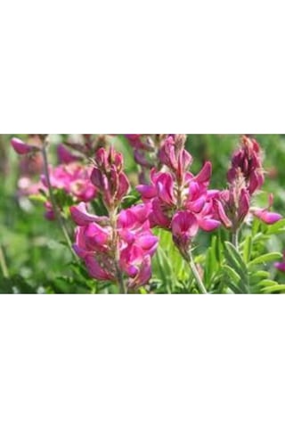 Korunga Tohumu Arı Otu Tohumu 1 Kg