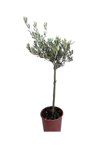 zeytin fidanı 50-70cm