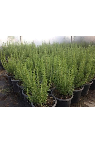 Yeşil Deniz Fidancılık Biberiye 20-40 CM