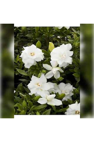 Gardenya 50-80 Cm 2-3 Yaş Yoğun Kokulu