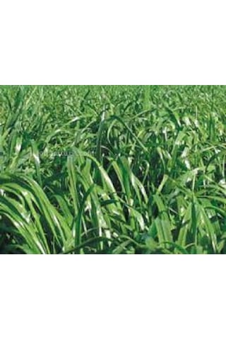 Firba İtalyan Çimi, Süt Otu, RyeGRass, Rey GRass, Obelix 1 KG