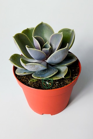 Echeveria Pollux Rozet Sukulent Özel Tür 8.5 Kırmızı Saksıda