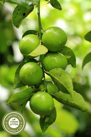 Yörem Afyon Orta Doğu Nun Yüzyıllık Tariflerinin Saklı Aroması Kurutulmuş Sarı Basra Limonu Misket Limon 80gr.