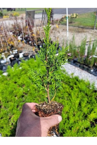 Bahçe Dekorasyon Leylandi Çam Fidanı 20 Adet Tüplü 10-25cm Cupressus