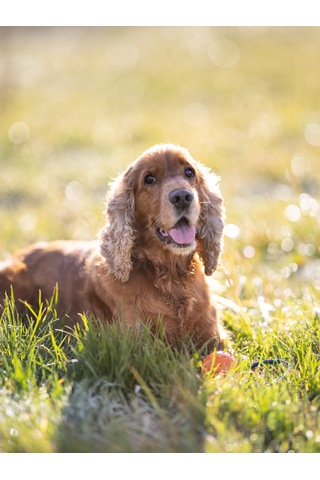 Armor Coat Köpek Bakım Spreyi Sandal Ağacı Kokulu 75 Ml