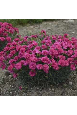 Dianthus Superbus Rose Bol Kokulu Karanfil Çiçeği Tohumu 100 Adet