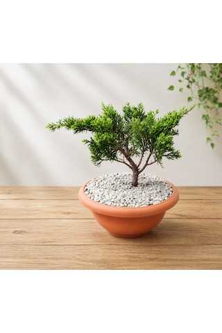 Bonsai Juniperus Ardıç 5 Yaşında