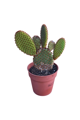 Opuntia Microdays Kırmızı Dikenli- Tavşan Kulağı Kaktüsü 20 Cm Uzunluğunda