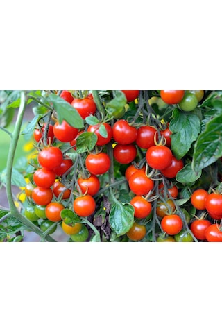 Cherry Domates Fidesi 10 Adet