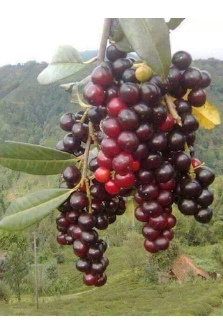 2 Yaşında Karayemiş Fidanı Prunus Laurocerasus Sağlıklı Ve Uz
