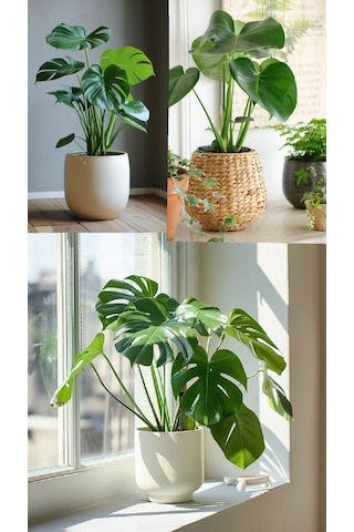 Deve Tabanı Monstera 2 Adet - Hediyelik Ev Ofis Bitkisi