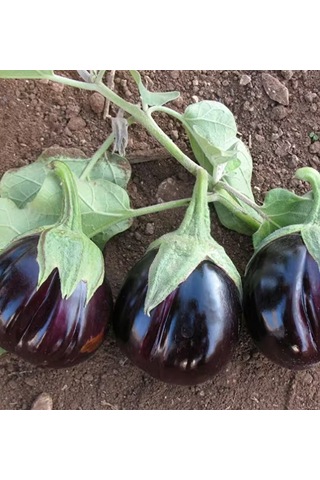 Bykurt Topan Patlıcan Tohumu - Siyah Mor Renkli, Verimli, Sofralık Ve Sanayiye Uygun Topan Patlıcan Tohumu