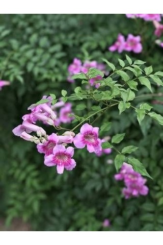 Pembe Acem Borusu Sarmaşığı Tohumu 5 Tohum