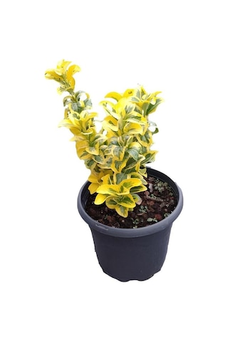 Viburnum Kartopu Çiçeği Fidanı+altuni Taflan 2'li Bahçe Seti Dış Mekan Bitkileri
