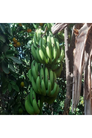 Dalından Yeşil Doğal Anamur Muzu 10 Kg