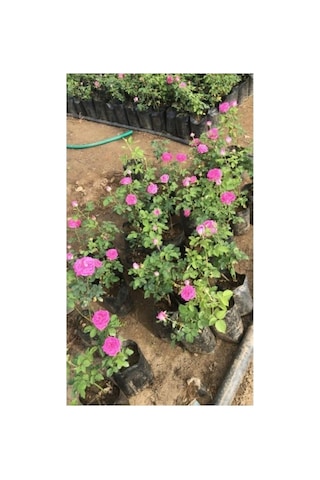 Bol Kokulu Gerçek Isparta Gülü Fidanı 10-20 Cm