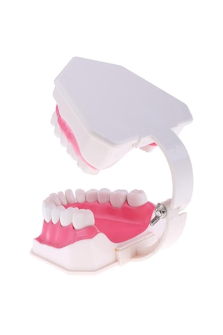 2x Büyük İnsan Ağzı Modeli Diş Fırçalı Öğretim Aleti Sabitleme-15x12x9cm 15 X Diş Sabitleme-15x12x9cm 15 X 12 X 9 Cm