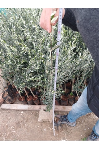 1,5 Yaşında Gemlik Trilye Zeytin Fidanı