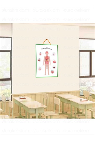 İngilizce İç Organlar Öğretici Poster