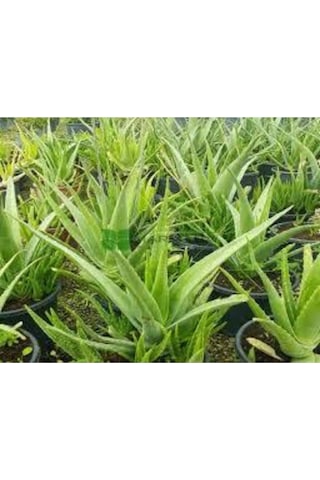 Nadir Bulunan Saksılık Aloevera Çiçeği 5 Adet Tohum