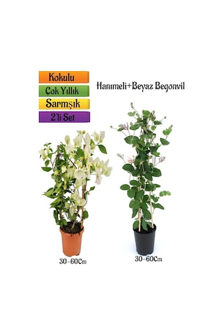 Beyaz Begonvil+ Yoğun Kokulu Hanımeli Çiçeği Fidanı 2'li Bahçe Peyzaj Seti