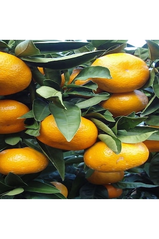 Tüplü Aşılı Rize Satsuma Mandalina Fidanı Tüplü Aşılı Rize Satsuma Mandalina Fidanı